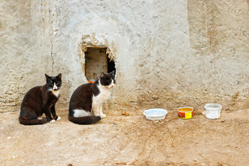 two stray cats sitting in bowls