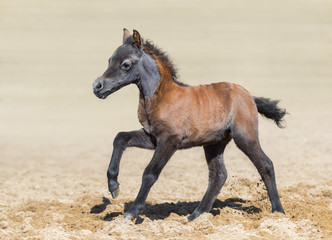 Bay foal is one month of birth. Unique breed is American miniature horse.