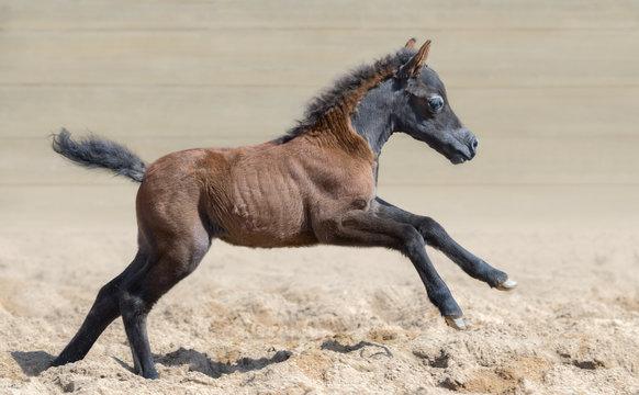 American miniature horse. Graceful and elegant bay foal is one month of birth.