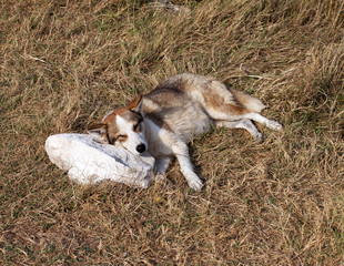 Homeless dog sleeps on stone pillow in glade with dry grass