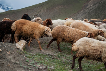 A herd of sheep and goats grazing in the mountains