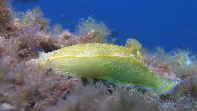 Costa Brava, diving the Mediterranean sea, Nudibranch, Spain