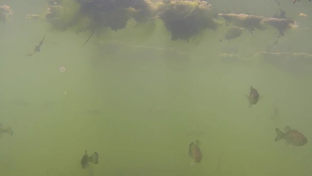 Ripresa subacquea lago con acqua verde