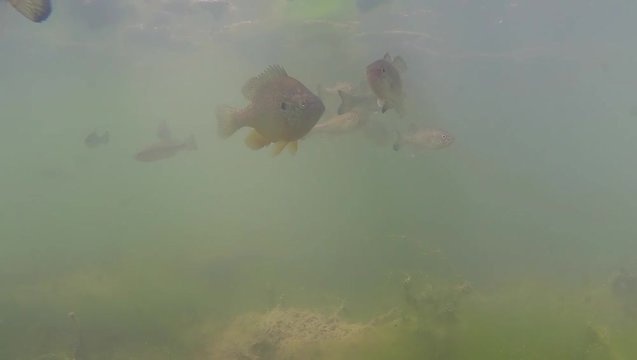 Ripresa subacquea lago con acqua verde