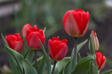 Fototapeta premium Kwiat tulipana czerwone kwiaty na ziemi