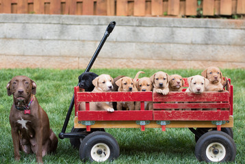 Nursing female dog with her litter of young puppies in a wagon