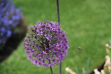 Flora and Fauna at Kew Gardens