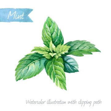 Watercolor illustration of fresh peppermint leaves solated on white background with clipping path included