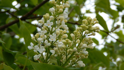 White lilac