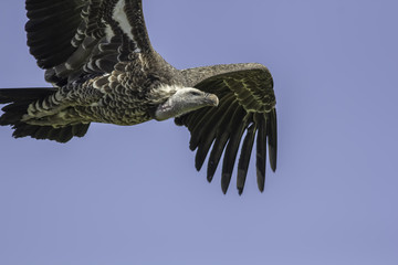 Vulture flying. Close up of a Ruppells griffon vulture in flight with copy space.