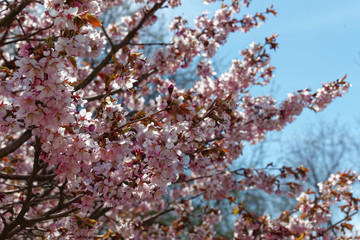 Flowers of Japanese Sakura. Cherry blossom of spring in the botanical garden. Tinted photo