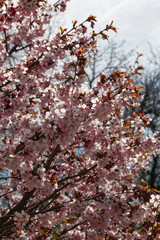 Flowers of Japanese Sakura. Cherry blossom of spring in the botanical garden. Tinted photo.