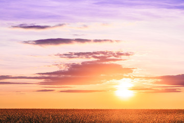 Sunset Sunrise Over Field Or Meadow. Bright Dramatic Sky Over Gr