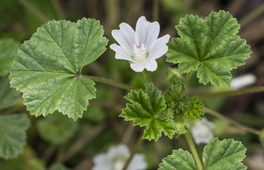 fiori e foglie di malva