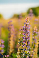 Wild Flowers Lupine In Summer Field Meadow. Close Up. Copyspace.