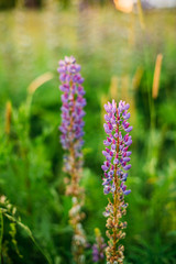 Wild Flowers Lupine In Summer Field Meadow. Close Up. Lupinus,