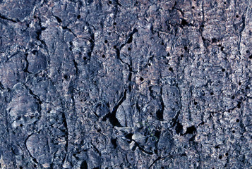 Blue toned pine tree bark pattern.