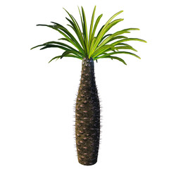 African Bottle Tree - Pachypodium is a genus of African arboreal plant that lives in dry and arid conditions on Madagascar and the mainland.
