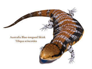 Fototapeta premium Australia Blue-tongued Skink - The Australia Blue-tongued Skink is a large terrestrial lizard that is active during the day and omnivorous.