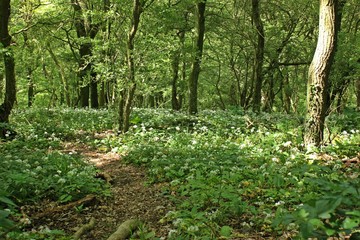 Blühender Bärlauch (Allium ursinum) im Wald 
