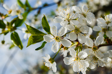 cherry flowers on a branch with leaves close up 