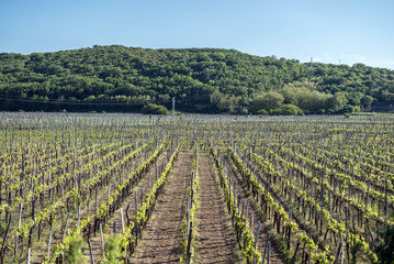 Fototapeta na wymiar vineyards, young trees 