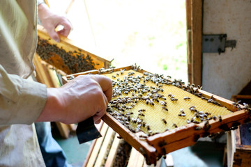 Beekeeper observing hive of bees