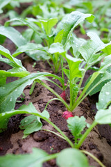 radish seedlings close up