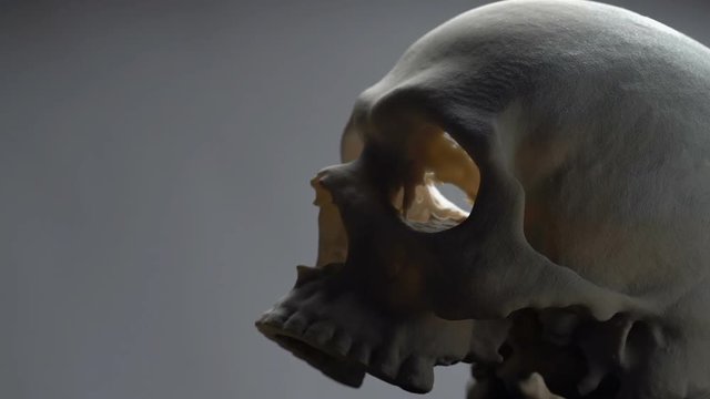 Human Skull Detail