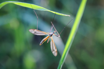 Schnake im Gras, Natur, Insekt, Macro