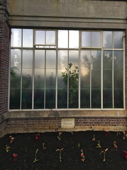 Small Garden In Front Of A Greenhouse Window