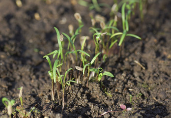 Seedling in a pot. View from above.