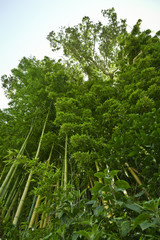 Lush green bamboo jungle