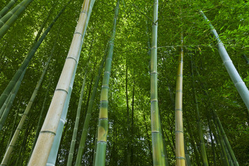 Lush green bamboo