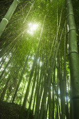 Lush green bamboo