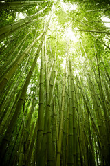 Üppig grüner Bambus