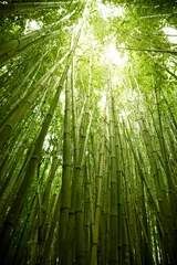 Deurstickers Bamboe Weelderig groene bamboe