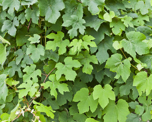 Green grape vine
