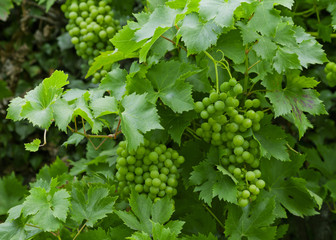 Green grape vine