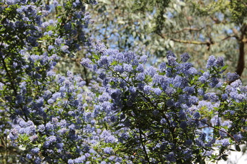 Fototapeta premium Flora and Fauna at Kew Gardens