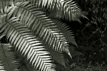 Fresh NZ ferns background