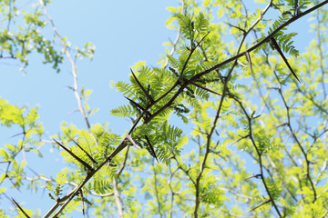 background for postcards from the branches and green leaves