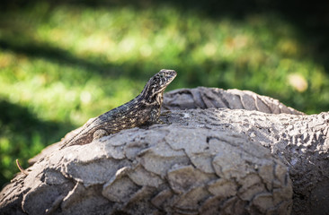 lizard is basking in the sun