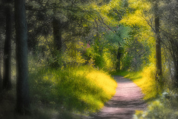 Obraz premium Scenic walking trail in Michigan state park