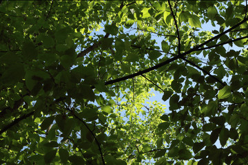 background for postcards from the branches and green leaves