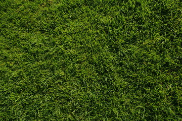 Green Lawn Background