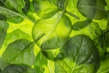 background from fresh raw spinach leaves