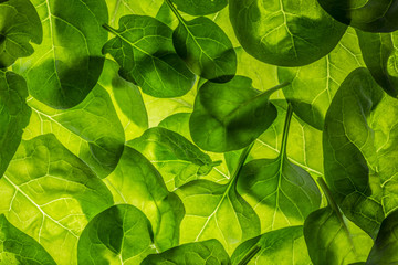 background from spinach