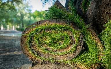 The roll  lawn