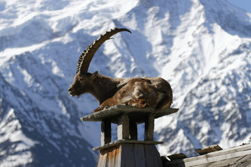 Bouquetin devant le Mont Blanc